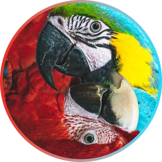 Blue Macaw 3D